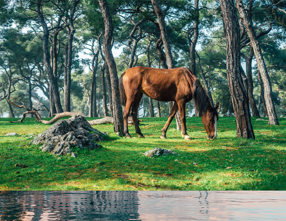 insula printului istanbul larca tour